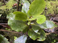 Griselinia lucida