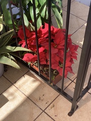 Euphorbia pulcherrima