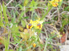 Ophrys sicula