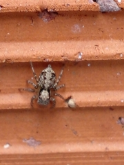 Saitis variegatus