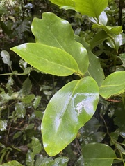Griselinia lucida