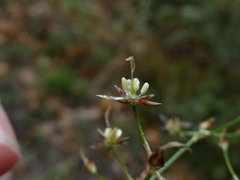 Luzula forsteri
