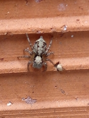 Saitis variegatus