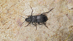 Melandrya dubia