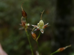 Luzula forsteri