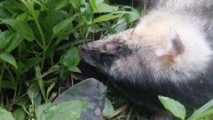Didelphis pernigra
