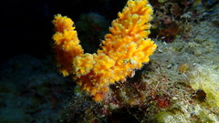 Higginsia coralloides