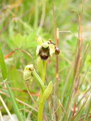 Ophrys bombyliflora