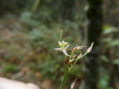 Luzula forsteri
