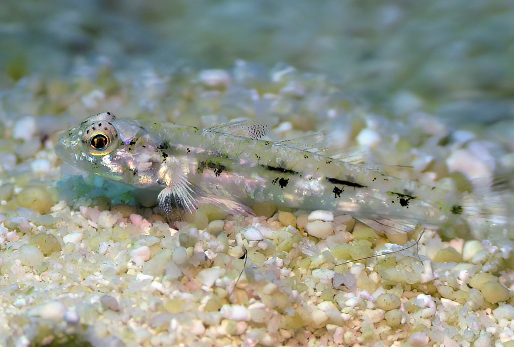 Hazeus atrispinalis