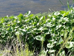 Echinodorus