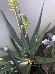 Aloe