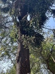 Araucaria cunninghamii
