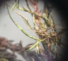 Fontinalis sphagnifolia