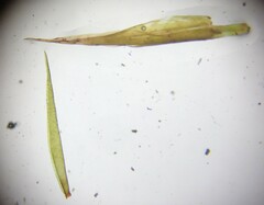 Fontinalis sphagnifolia