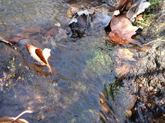 Fontinalis sphagnifolia