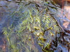 Fontinalis sphagnifolia