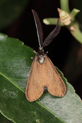 Theresimima ampellophaga