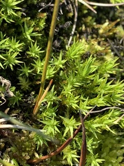Polytrichum swartzii