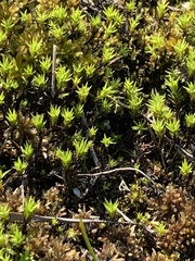 Polytrichum swartzii