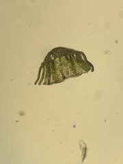 Polytrichum swartzii