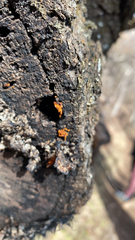 Metatrichia vesparium