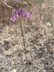 Allium acuminatum