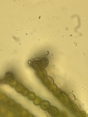 Polytrichum swartzii