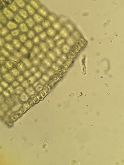 Polytrichum swartzii