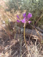 Allium acuminatum