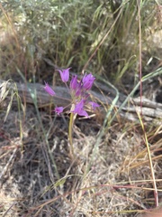 Allium acuminatum