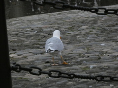 Larus michahellis