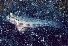 Gnatholepis cauerensis