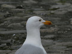 Larus michahellis