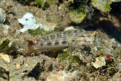 Gnatholepis cauerensis