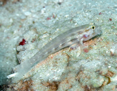 Gnatholepis cauerensis
