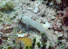 Gnatholepis cauerensis