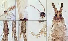 Corynoptera concinna