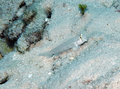 Gnatholepis cauerensis