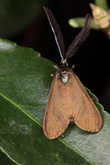 Theresimima ampellophaga