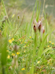 Serapias parviflora