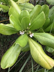 Scaevola taccada