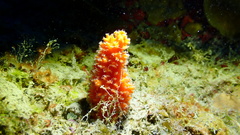 Ptilocaulis walpersii