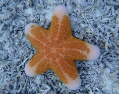 Choriaster granulatus
