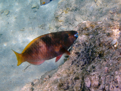 Scarus ferrugineus