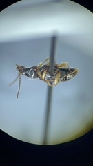 Bembidion iridescens
