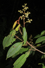 Miconia miocarpa