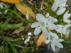 Allium neapolitanum