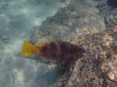 Scarus ferrugineus