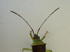 Amblypelta bilineata